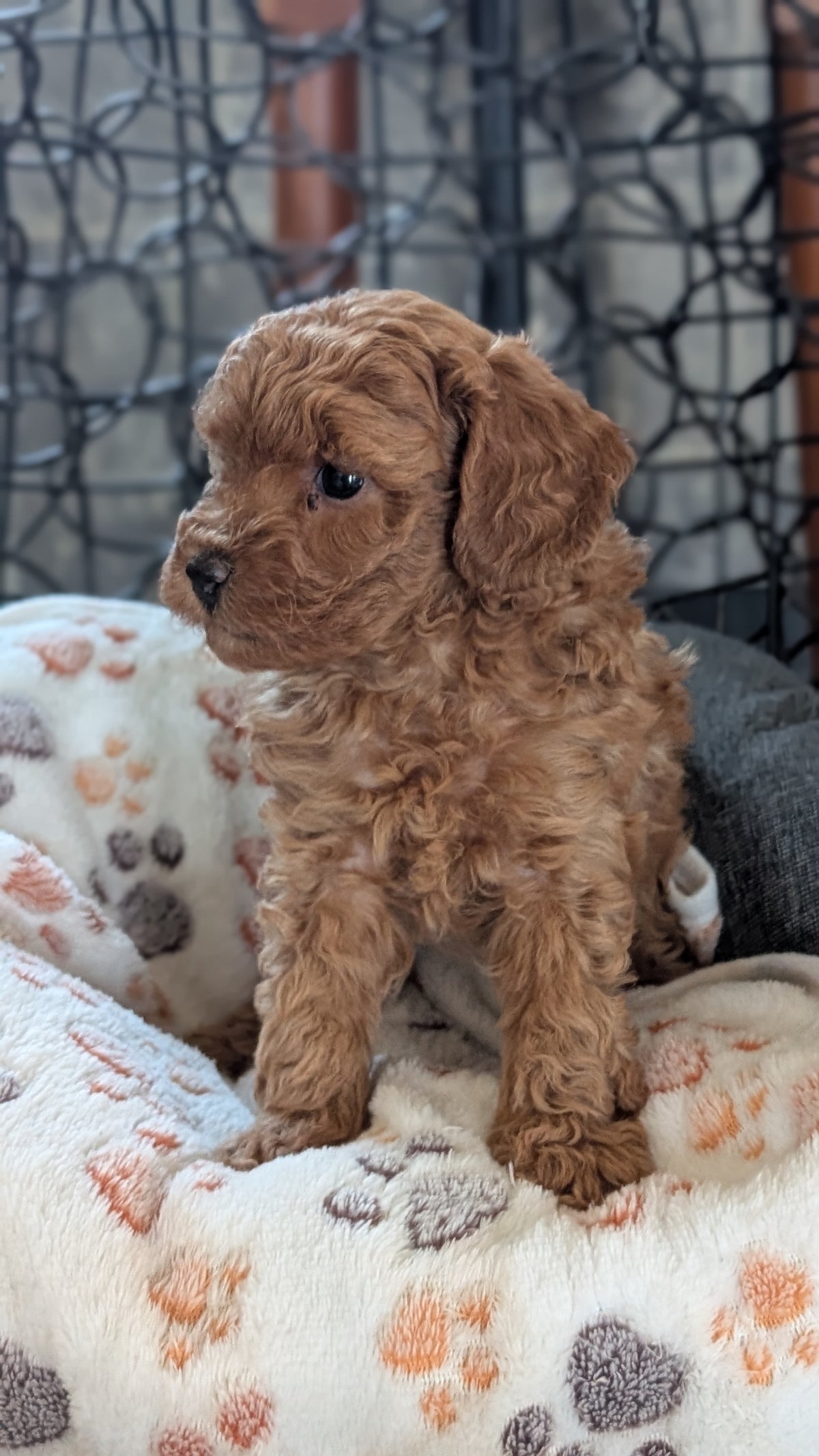 TOY POODLE (SEP 10) 4 MALES/2 FEMALES