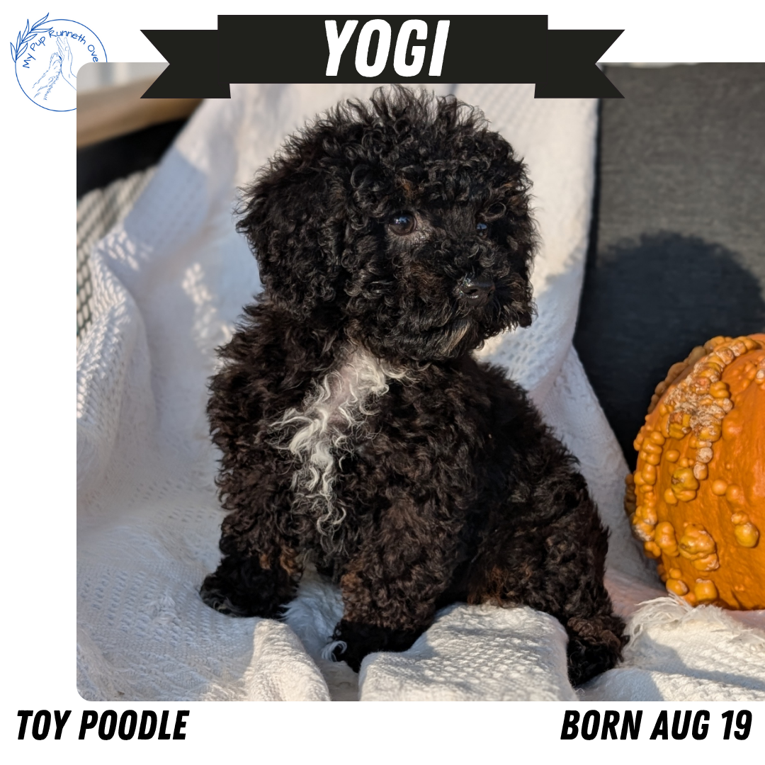TOY POODLE (08/19) MALE