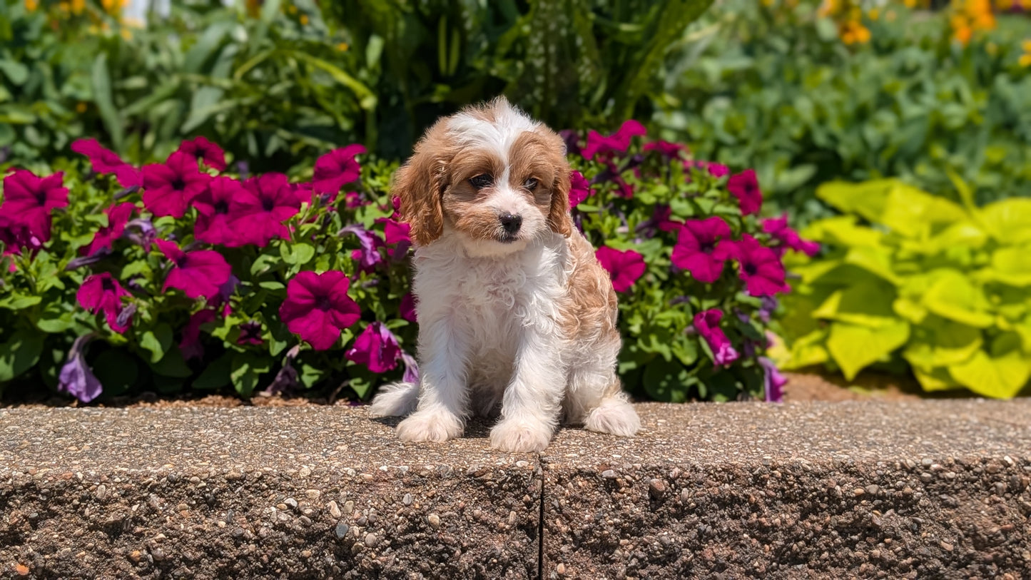 CAVAPOO (MAY 18) FEMALES