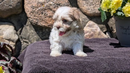 HAVANESE (MAY 14) FEMALES