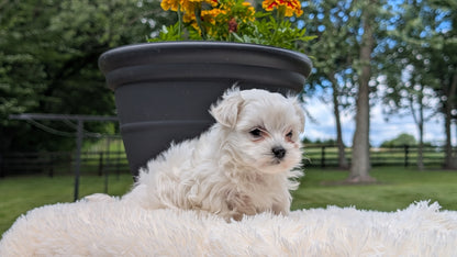 MALTESE (MAY 11) FEMALE