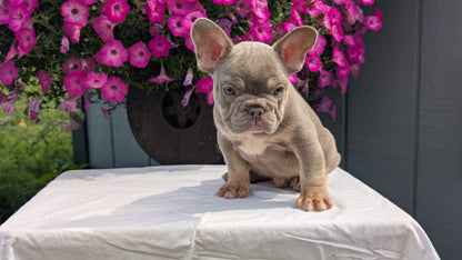FRENCH BULLDOG (06/27) MALE