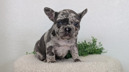 FRENCH BULLDOG (FEB 16) FEMALES