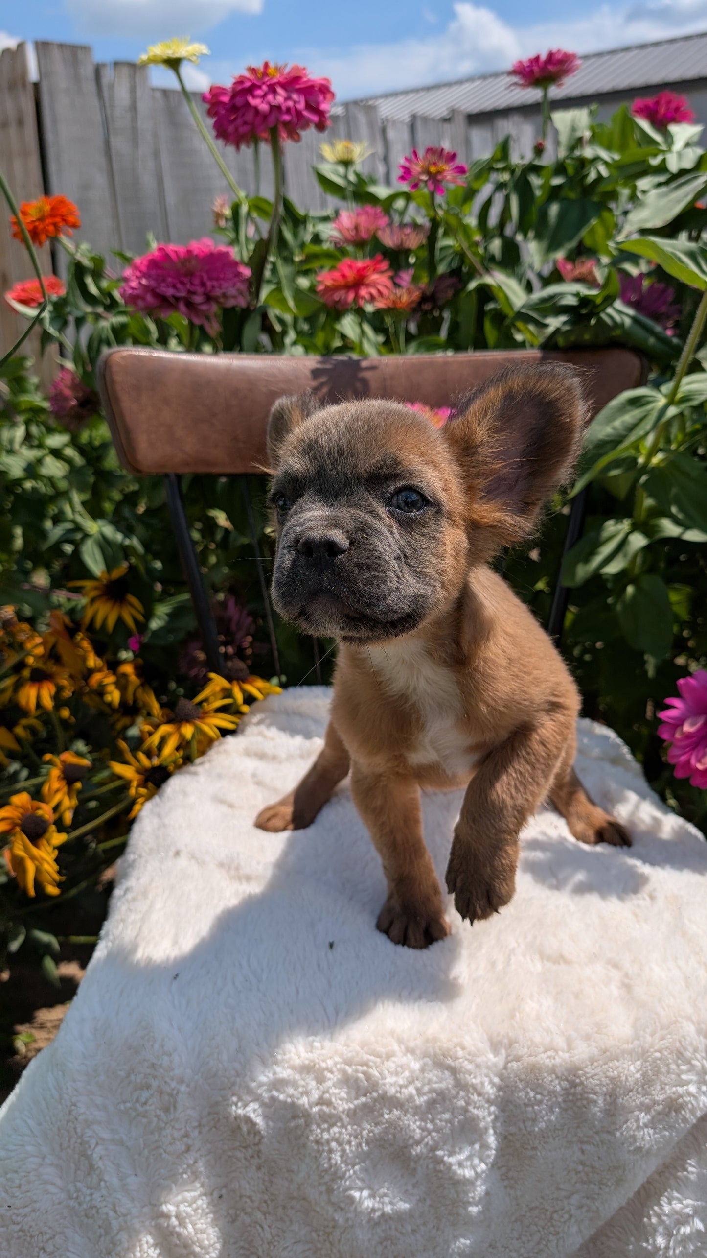 FRENCH BULLDOG (05/07) MALE