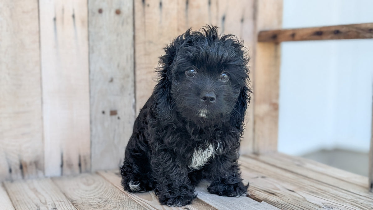 CAVAPOO (JUN 14) MALES