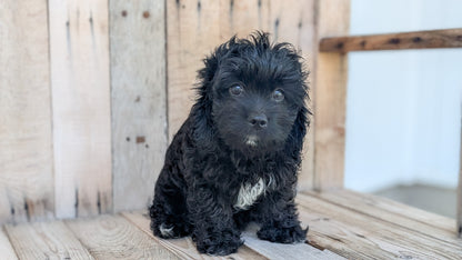 CAVAPOO (JUN 14) MALES