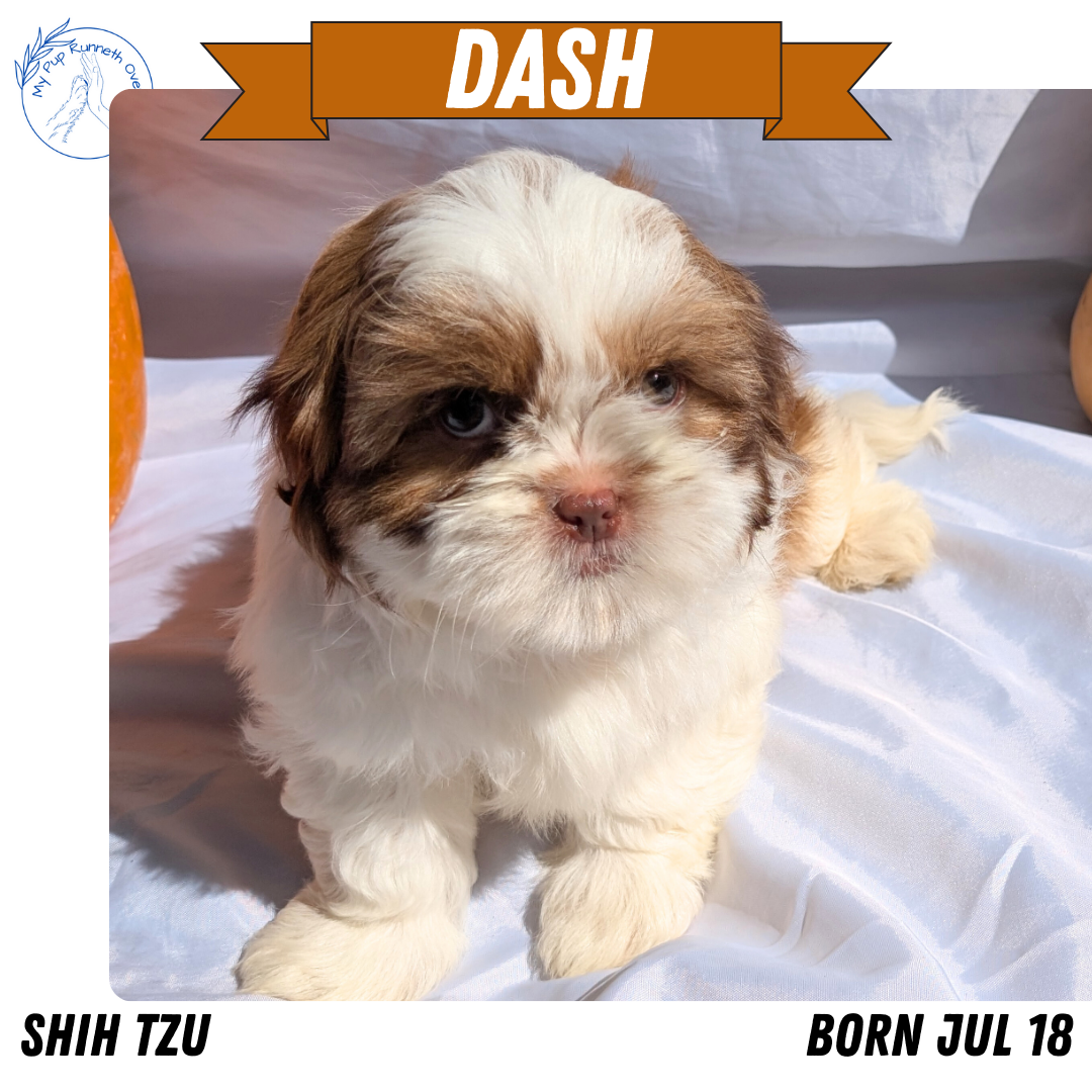 SHIH TZU (07/18) MALE