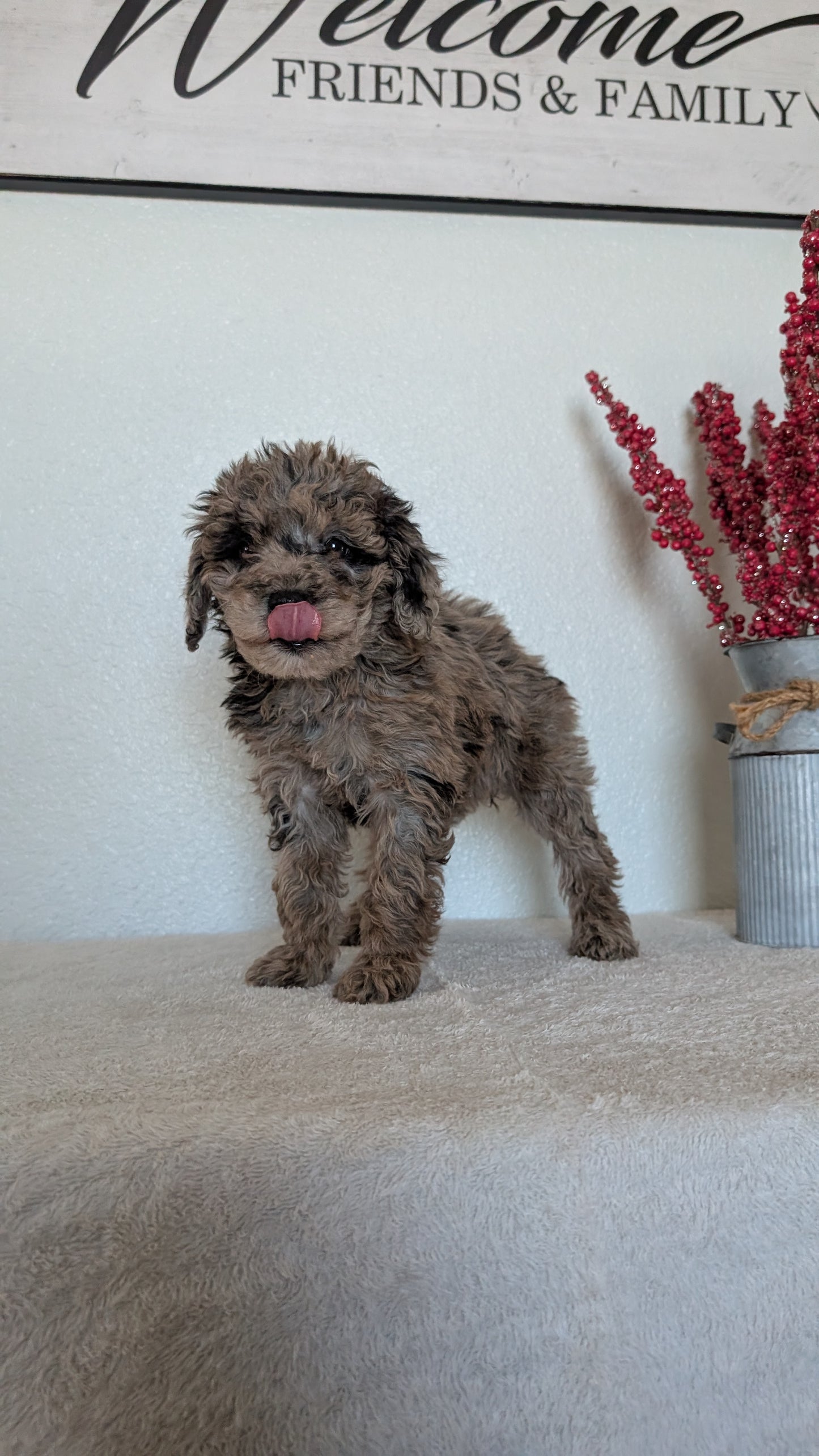 MINI BERNEDOODLE (OCT 15) FEMALES
