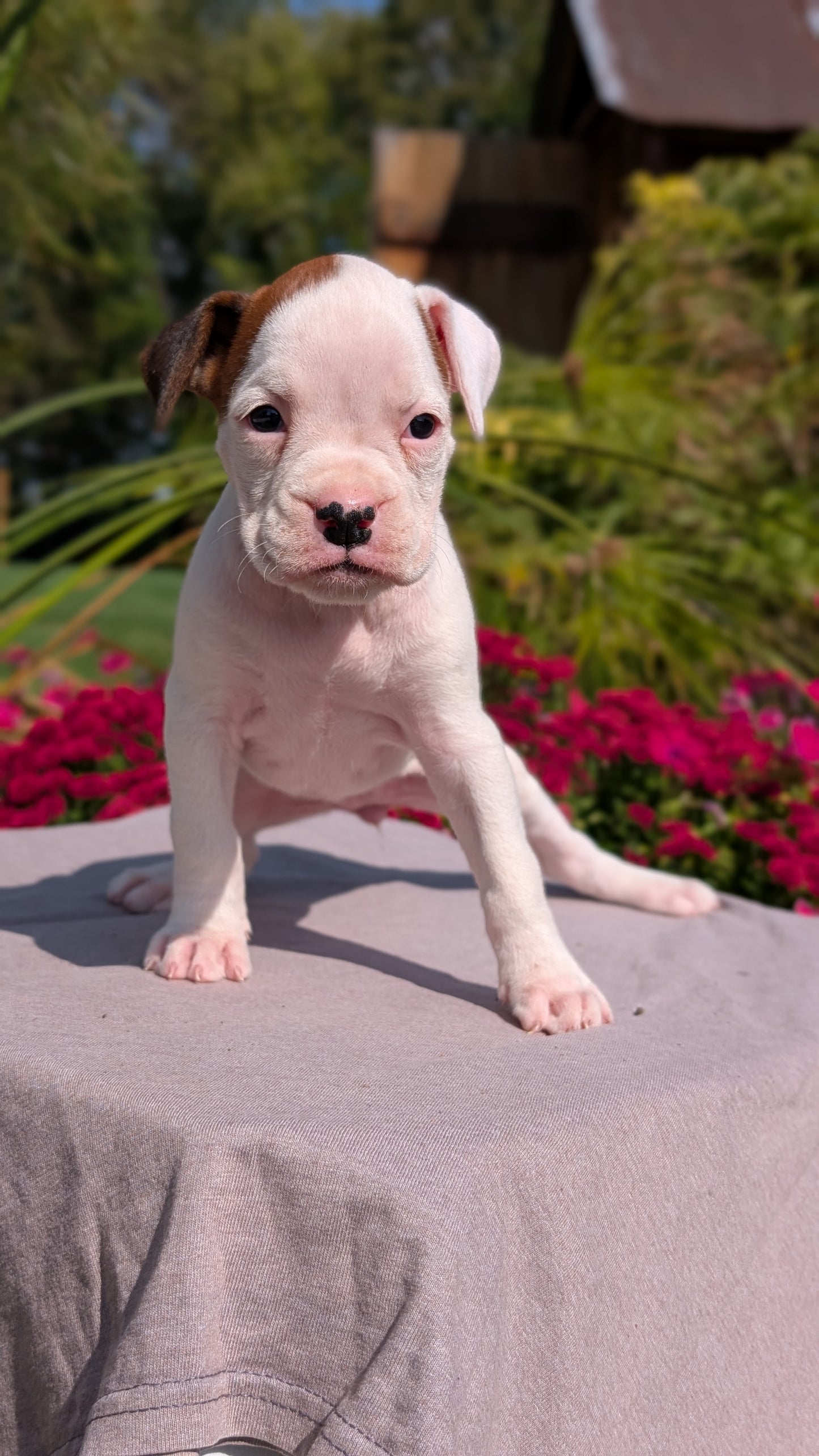BOXER (08/20) FEMALE