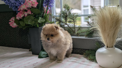 POMERANIAN (11/01) FEMALE