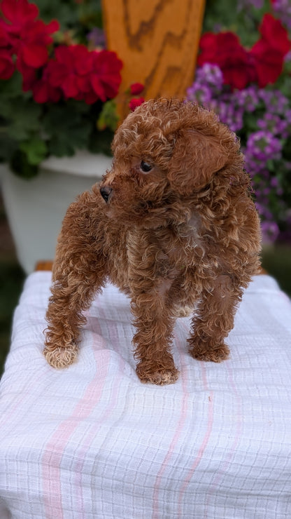 TOY POODLE (JUN 15) FEMALE