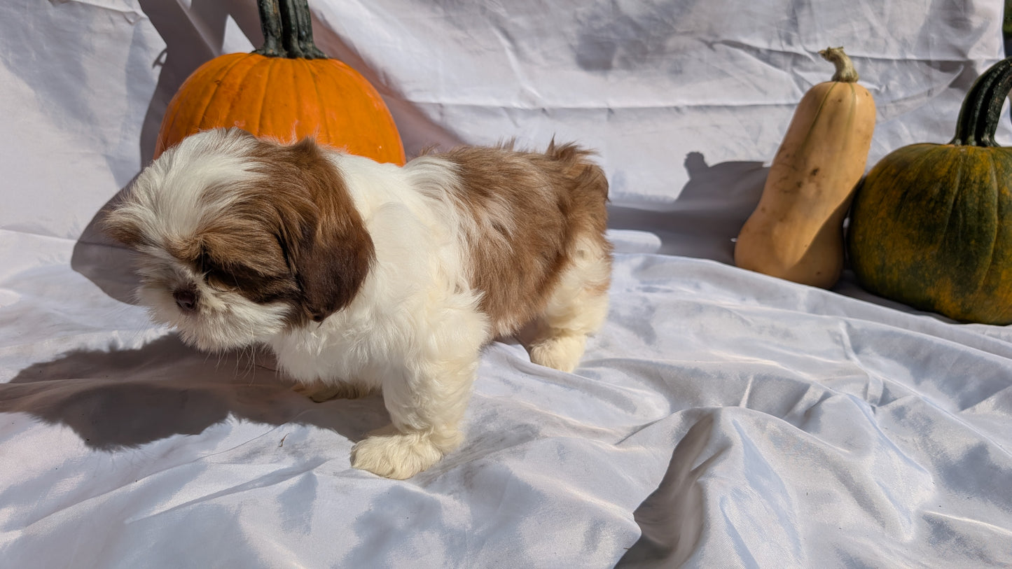 SHIH TZU (07/18) MALE