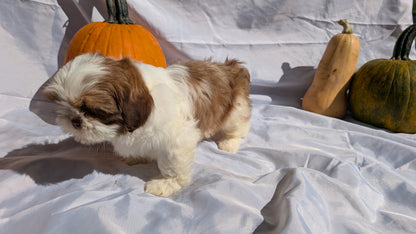 SHIH TZU (07/18) MALE