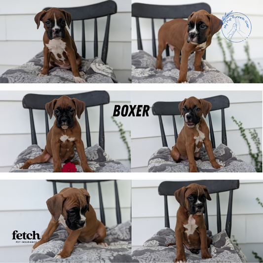 BOXER (JUN 11) FEMALES