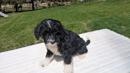 MINI BERNEDOODLE (02/03) FEMALE