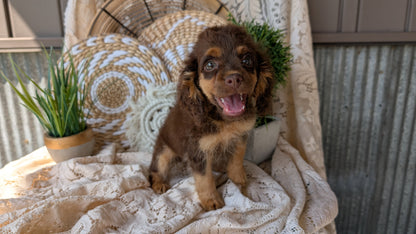 COCKAPOO (06/02) FEMALE