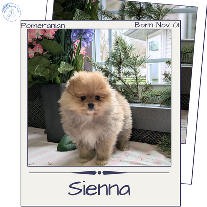 POMERANIAN (11/01) FEMALE