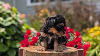 YORKIPOO (MAY 26) FEMALES