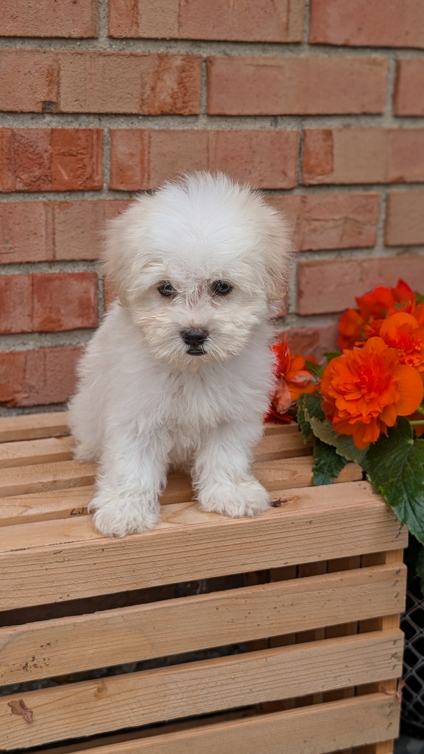 HAVANESE (MAY 14) MALES