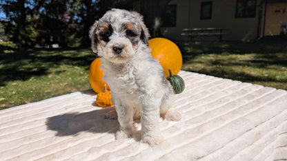 MINI BERNEDOODLE (07/25) MALE