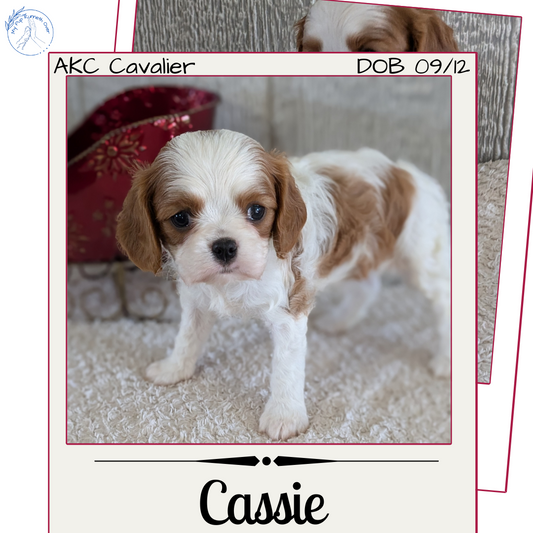 CAVALIER (09/12) FEMALE