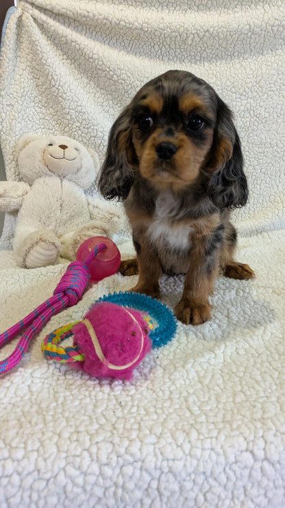 CAVALIER (12/22) FEMALE
