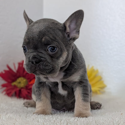 FRENCH BULLDOG (FEB 21) MALES