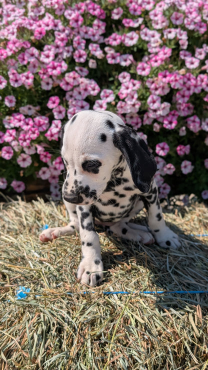 DALMATIAN (JUN 29) FEMALES
