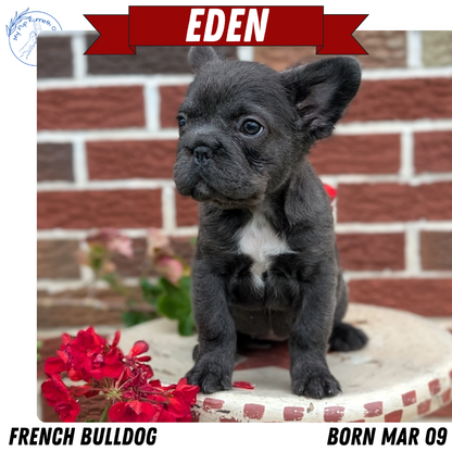 FRENCH BULLDOG (MAR 09) FEMALES