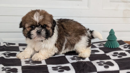 SHIH TZU (NOV 15) FEMALES