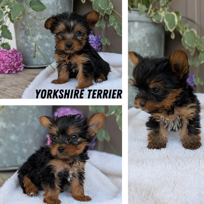 YORKSHIRE TERRIER (06/05) MALE