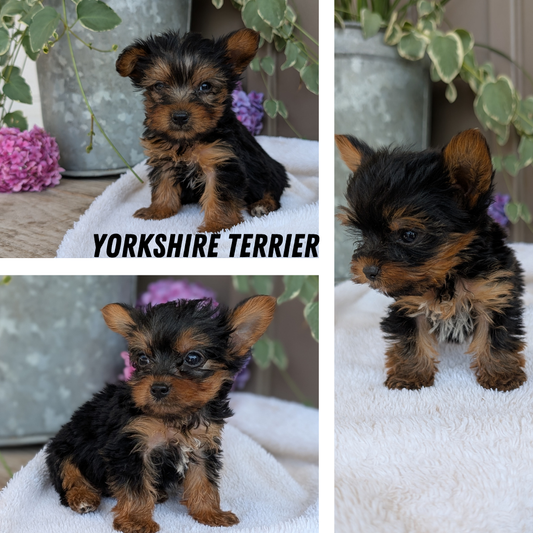 YORKSHIRE TERRIER (06/05) MALE