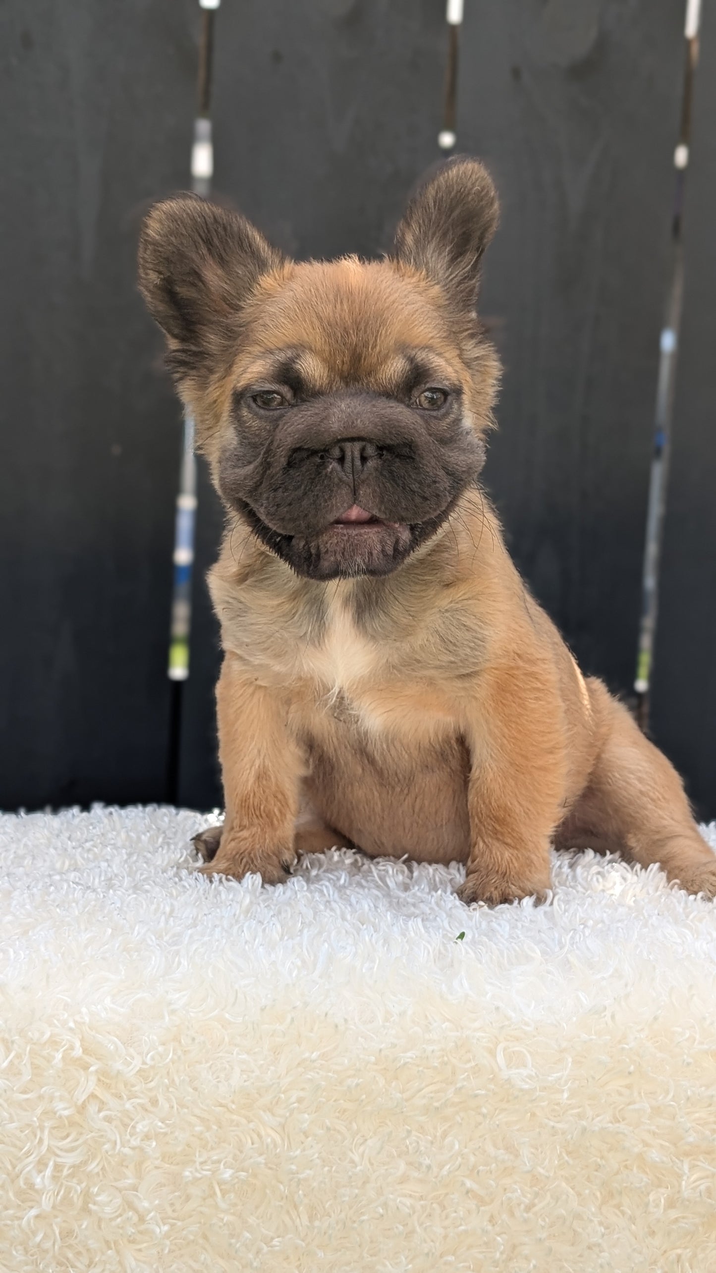 FRENCH BULLDOG (MAY 26) FEMALE