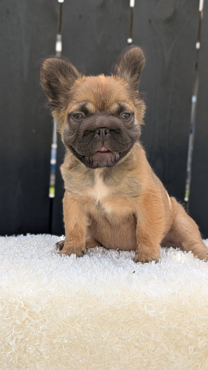 FRENCH BULLDOG (MAY 26) FEMALE
