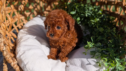 TOY POODLE (AUG 20) 1 FEMALE