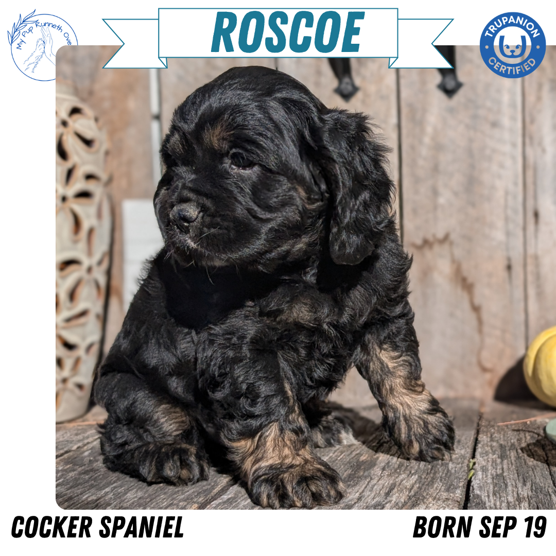 COCKER SPANIEL (09/19) MALE