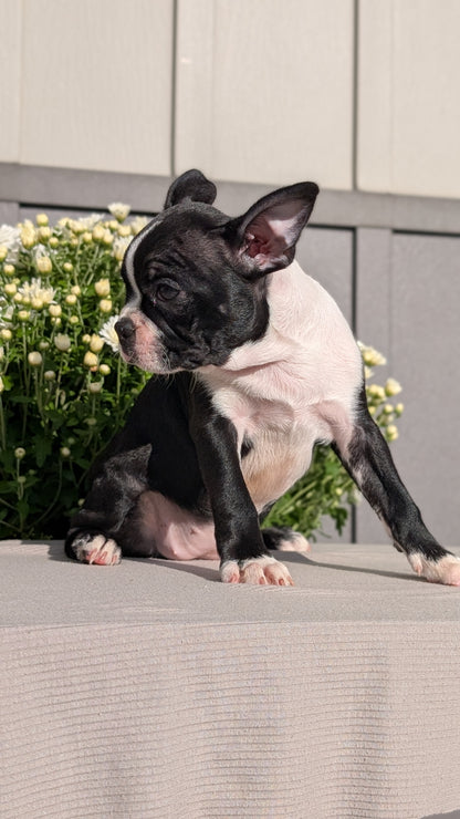 BOSTON TERRIER (JUL 11) 4 FEMALES/4 MALES
