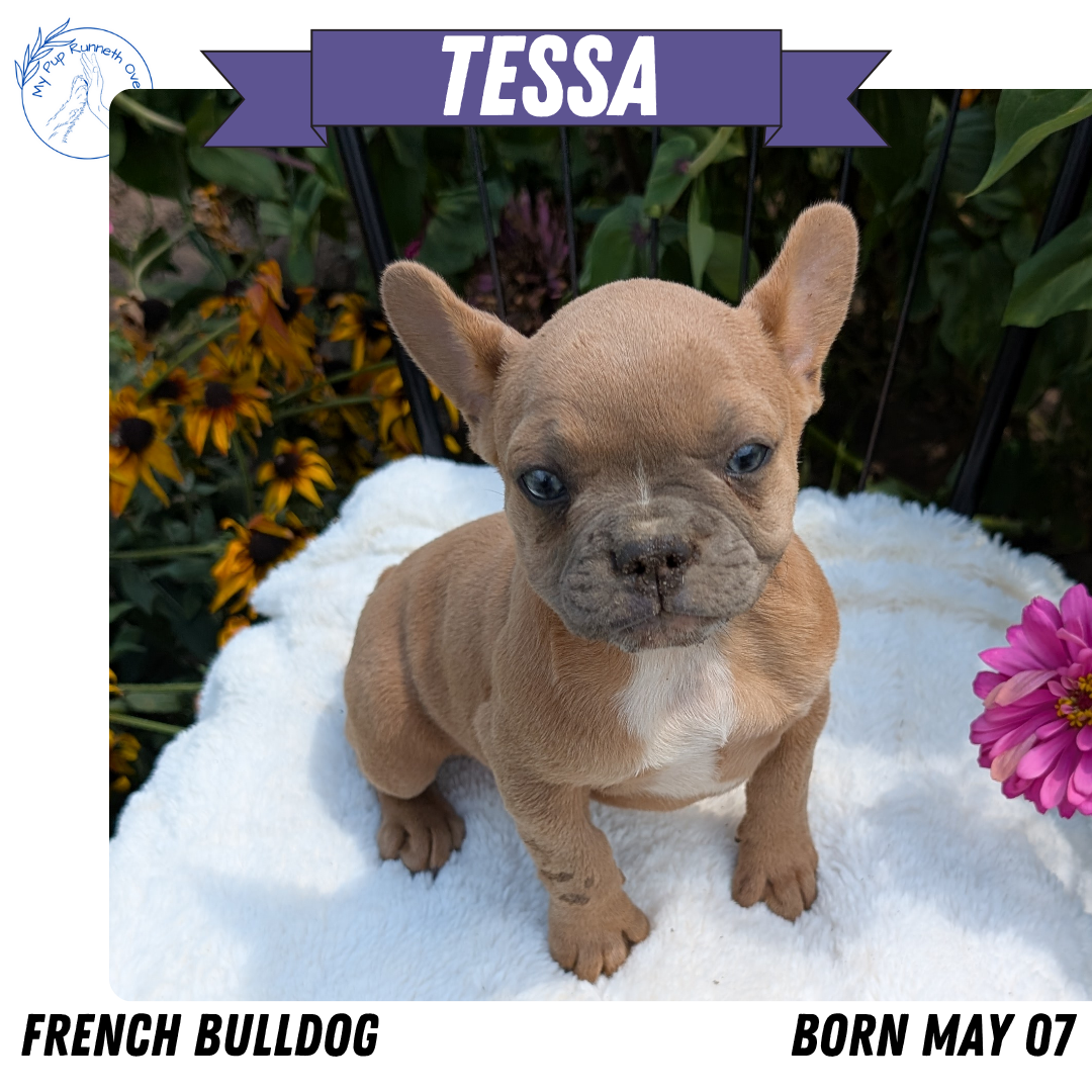 FRENCH BULLDOG (05/07) FEMALE