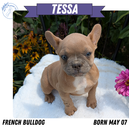 FRENCH BULLDOG (05/07) FEMALE