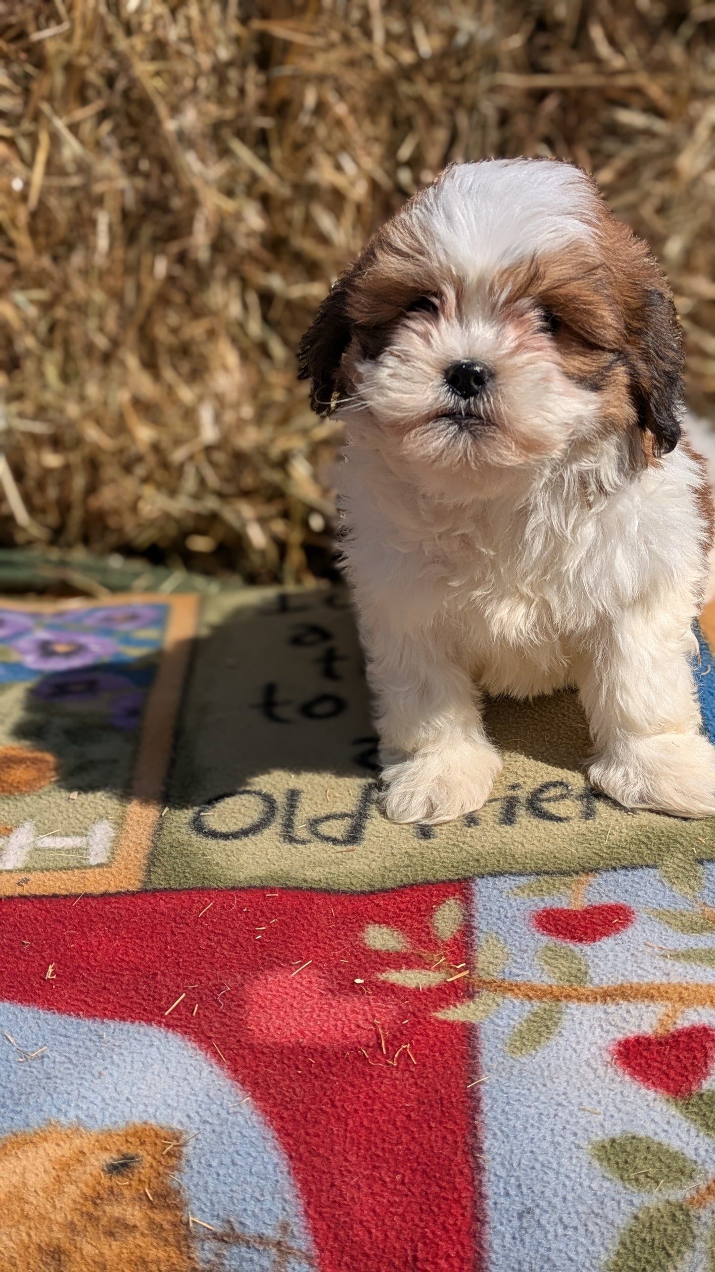 TEDDY BEAR (02/18) FEMALE