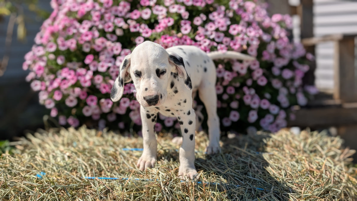 DALMATIAN (JUN 29) MALES