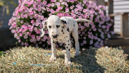 DALMATIAN (JUN 29) MALES