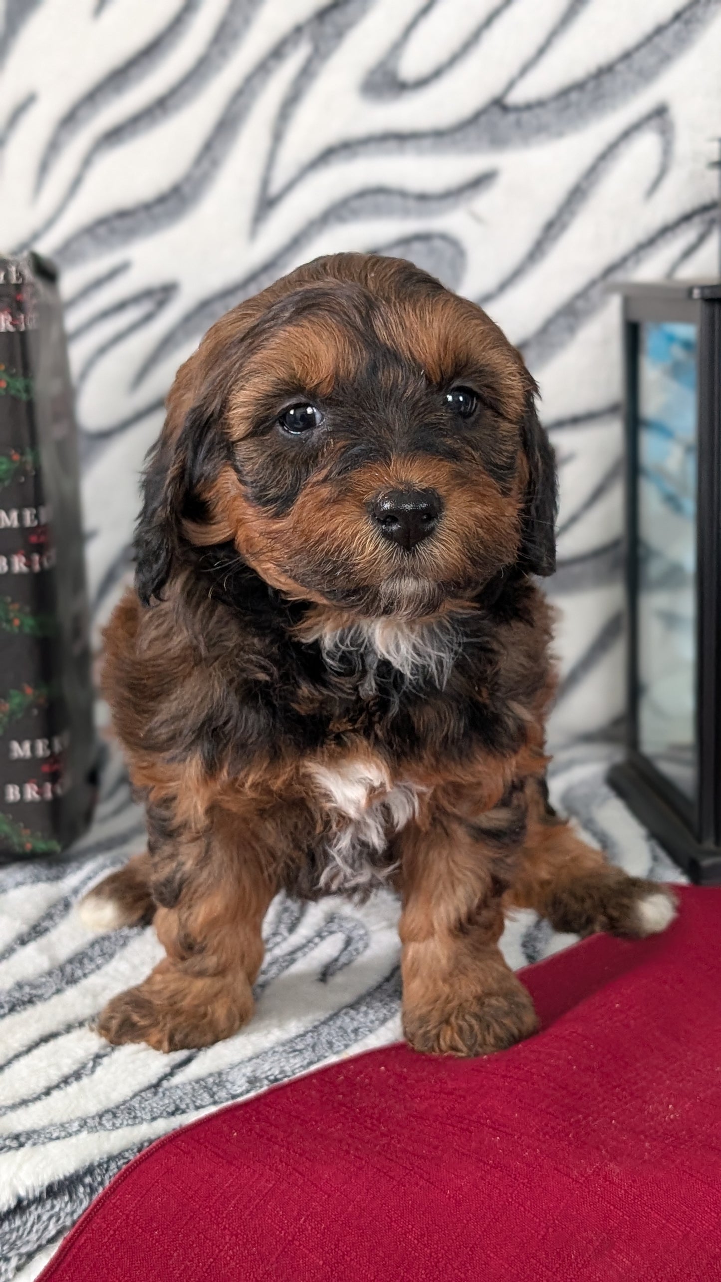 MINI LABRADOODLE (OCT 20) FEMALES