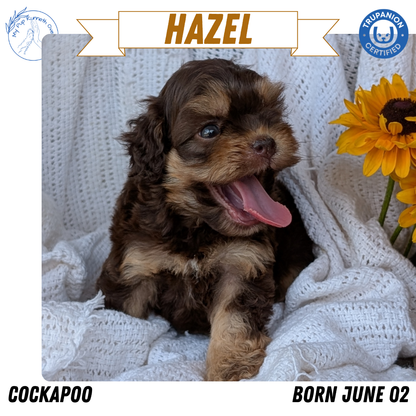 COCKAPOO (06/02) FEMALE