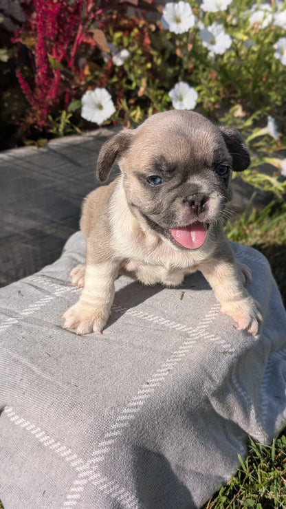 FRENCH BULLDOG (07/03) FEMALE