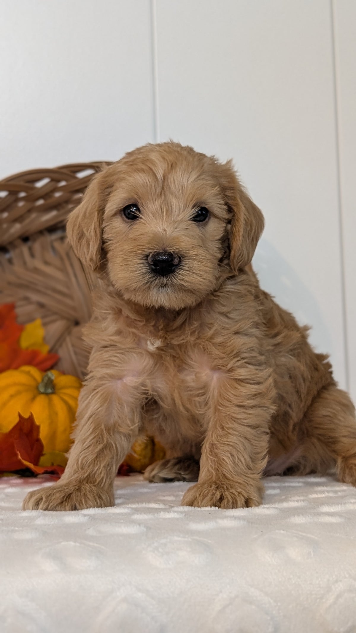 SCHNOODLE (SEP 03) 4 FEMALES/3 MALES