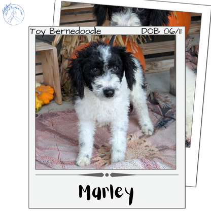 TOY BERNEDOODLE (06/11) MALE