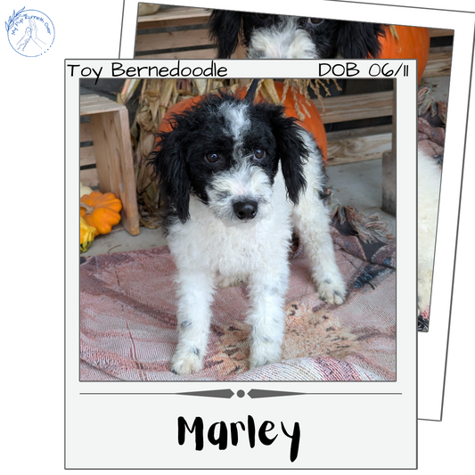 TOY BERNEDOODLE (06/11) MALE