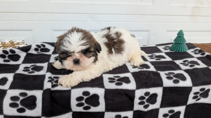 SHIH TZU (NOV 15) FEMALES