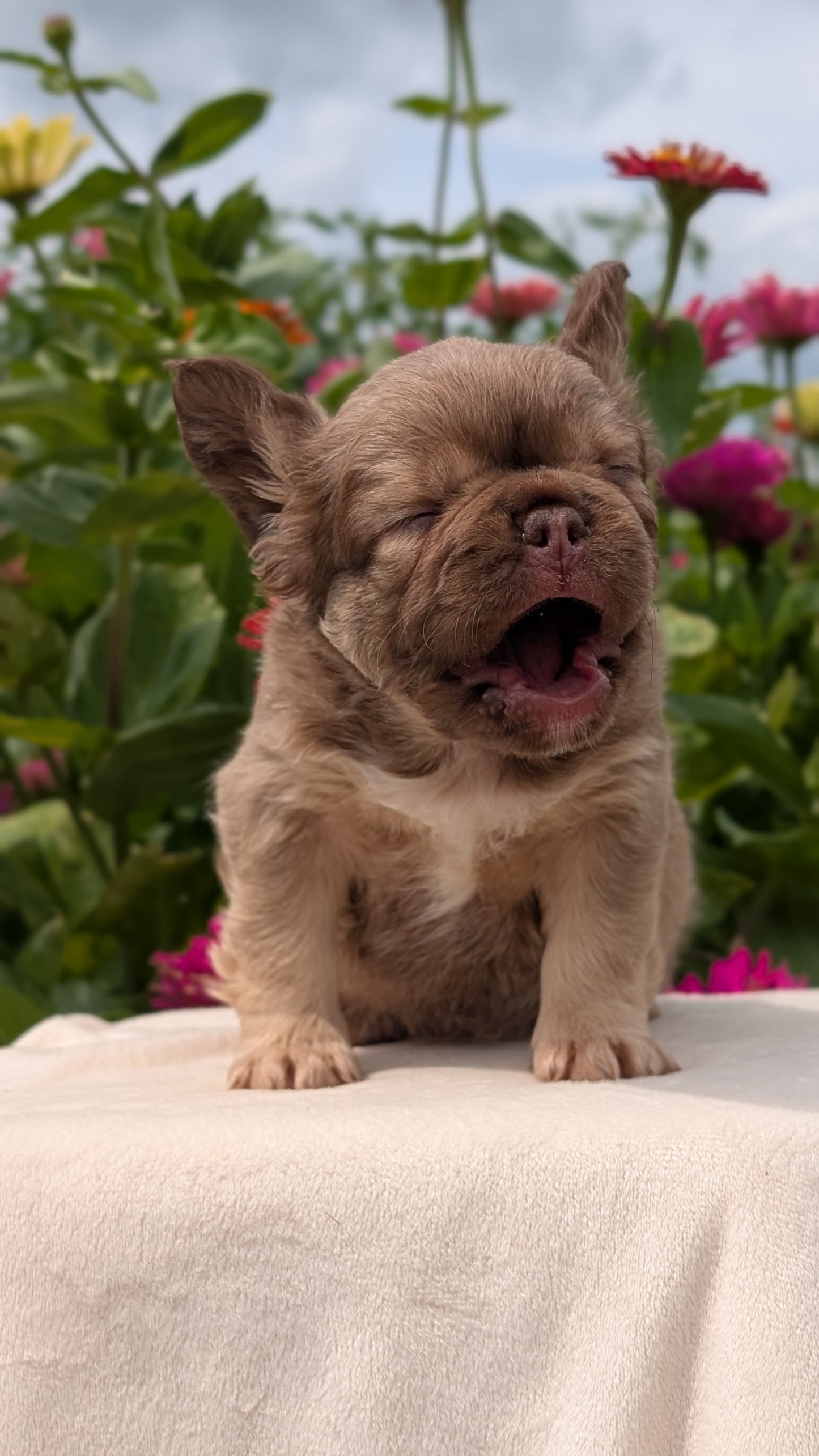 FRENCH BULLDOG (JUN 06) FEMALES
